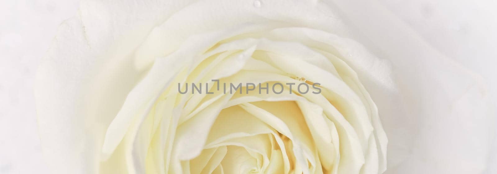 Soft focus, abstract floral background, white rose flower. Macro flowers backdrop for holiday brand design by Olayola