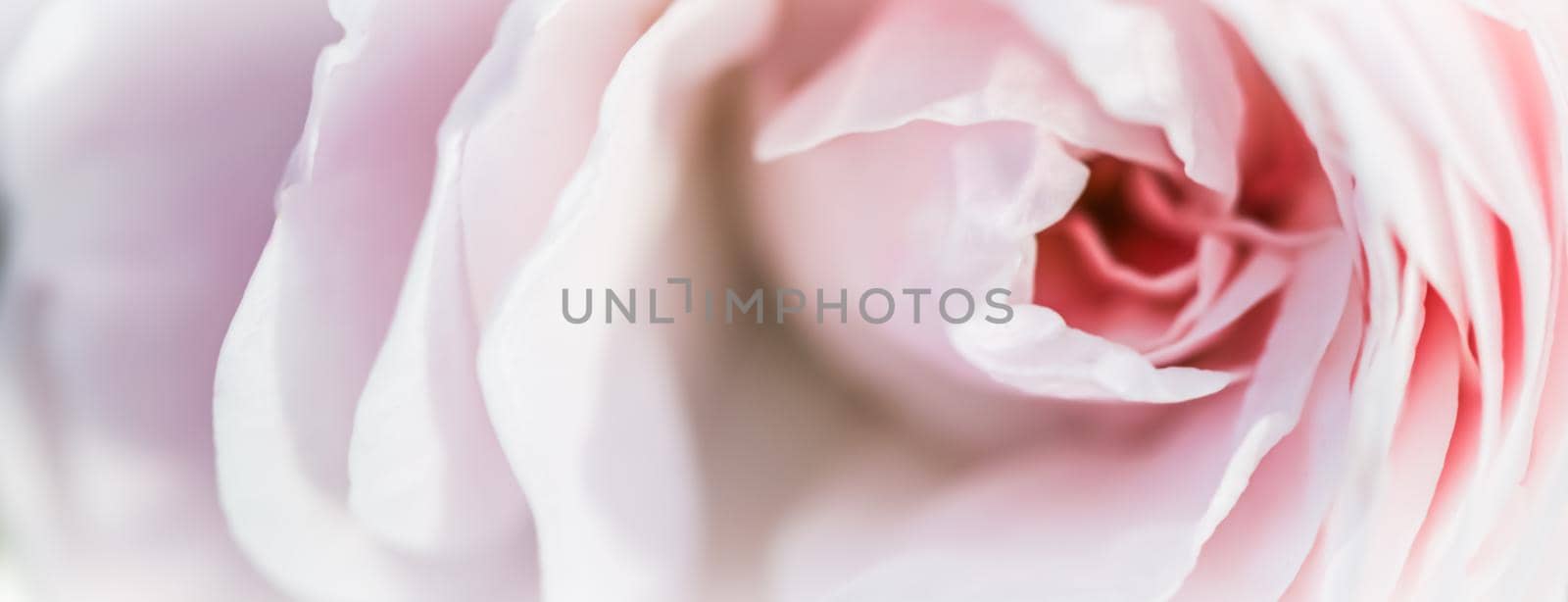 Soft focus, abstract floral background, pink rose flower. Macro flowers backdrop for holiday design by Olayola