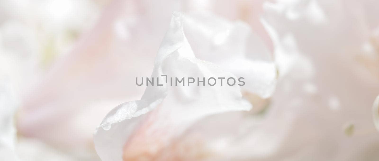 Soft focus, abstract floral background, white Rhododendron flower petals. Macro flowers backdrop for holiday brand design by Olayola
