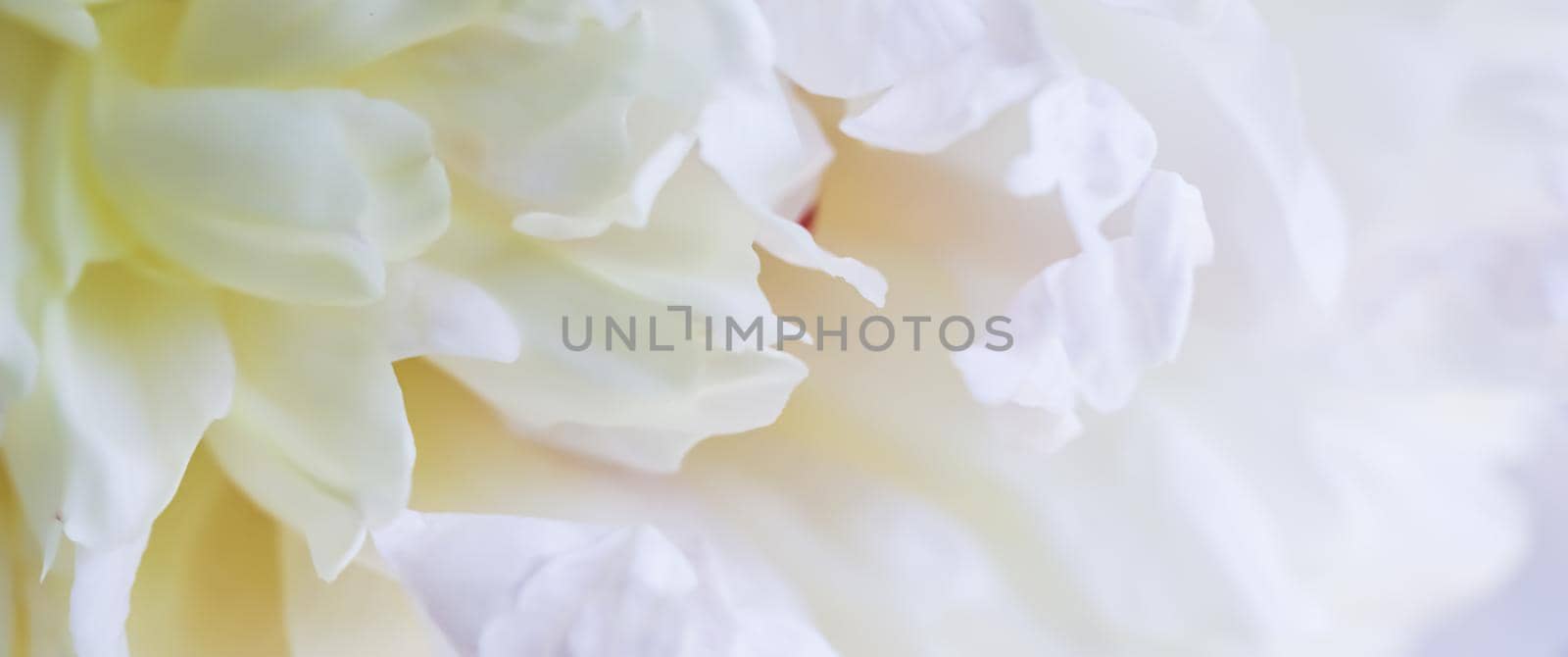 Soft focus, abstract floral background, white peony flower petals. Macro flowers backdrop for holiday brand design by Olayola