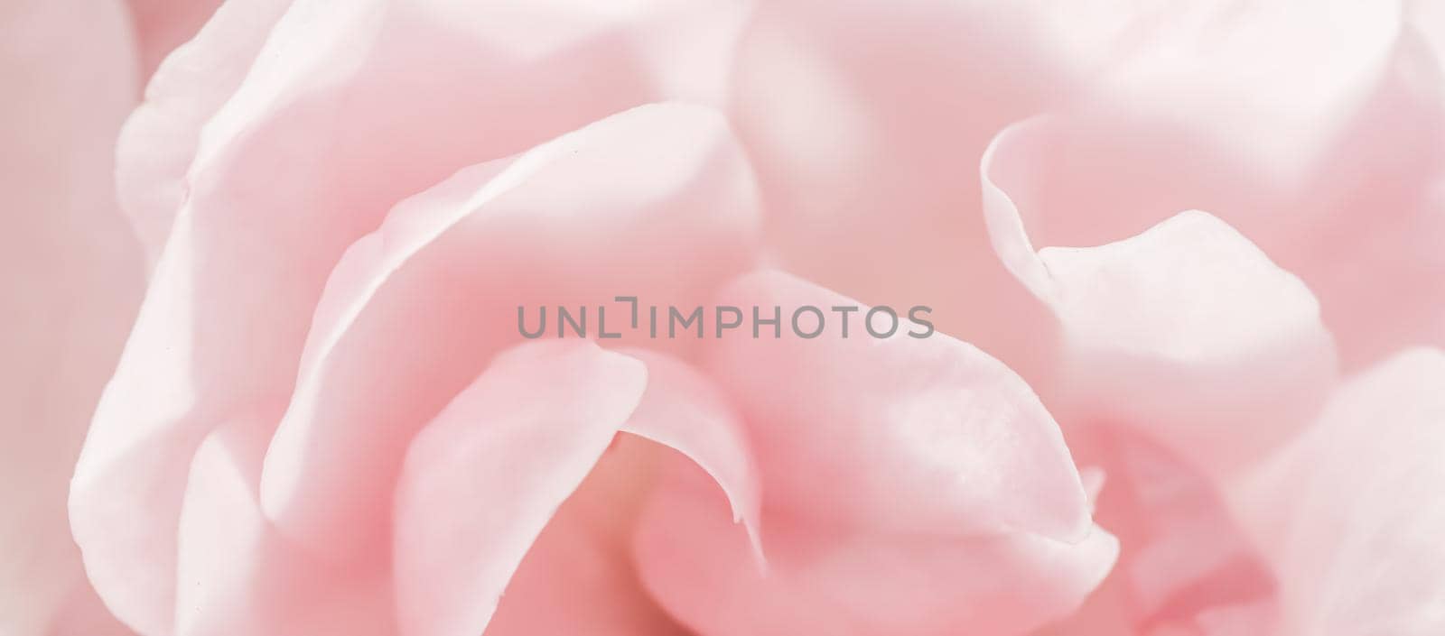 Botanical concept, wedding invitation card - Soft focus, abstract floral background, pink rose flower petals. Macro flowers backdrop for holiday design