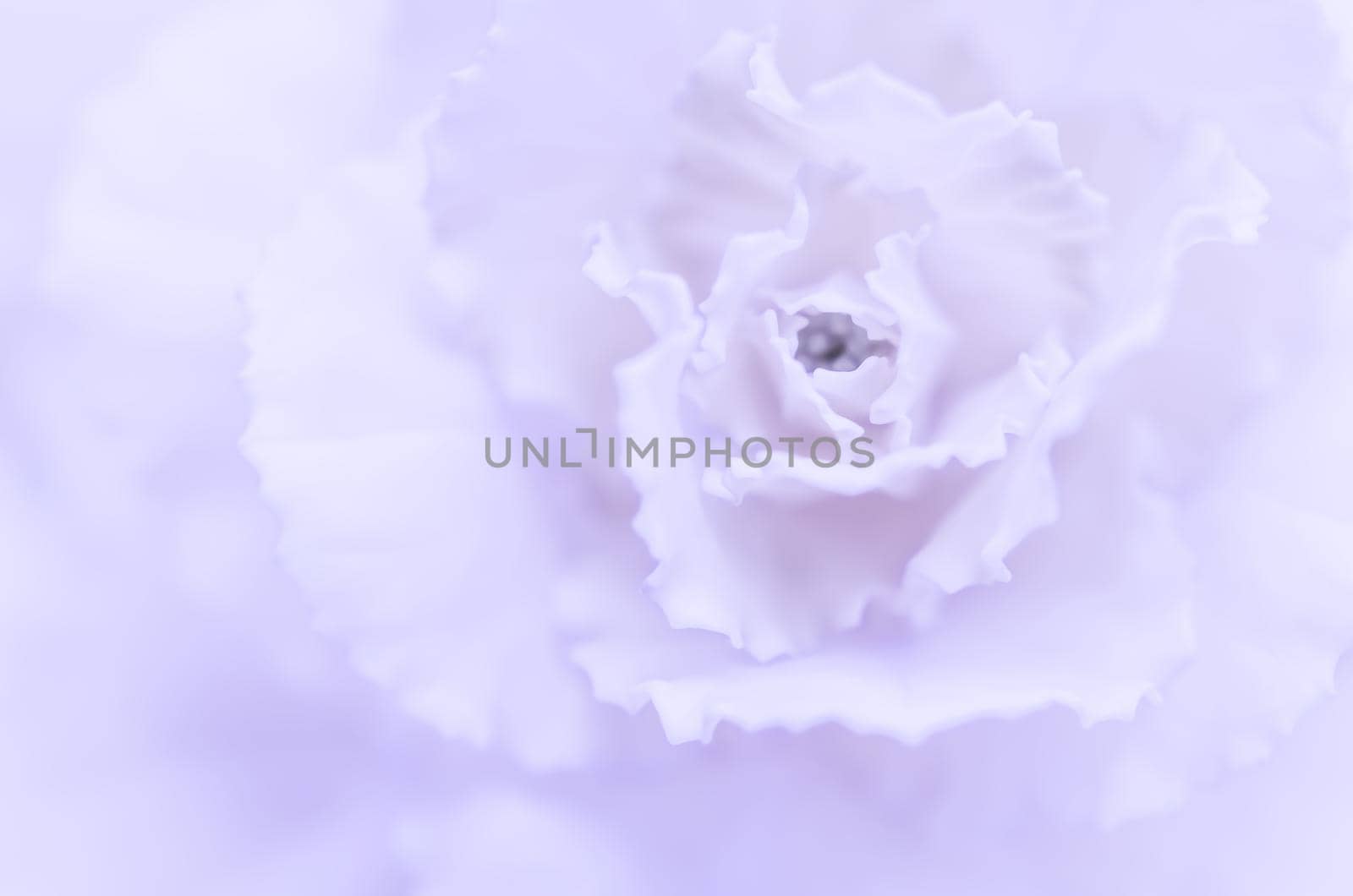 Retro art, vintage card and botanical concept - Abstract floral background, pale violet carnation flower. Macro flowers backdrop for holiday brand design