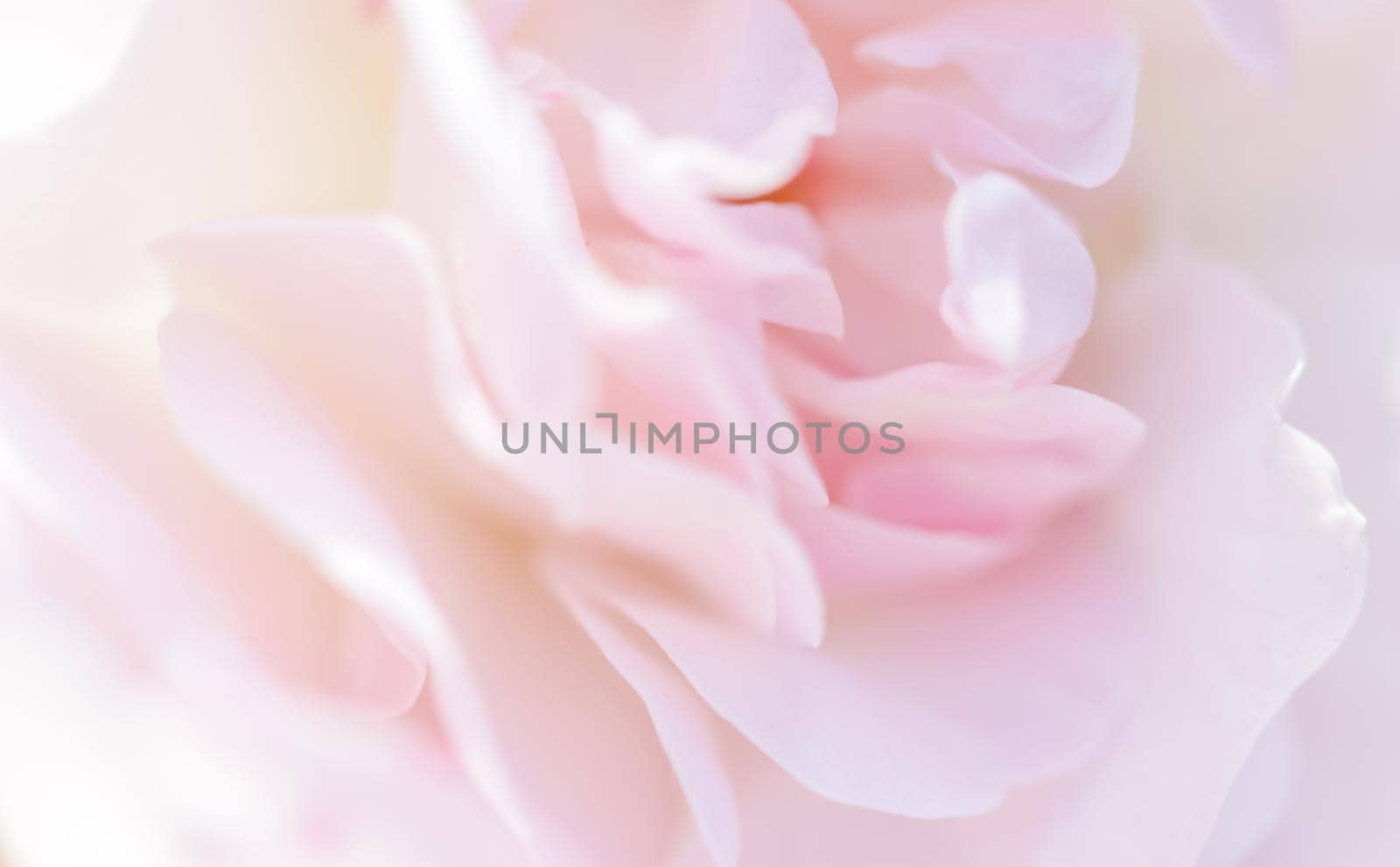 Botanical concept, wedding invitation card - Soft focus, abstract floral background, pale pink rose flower petals. Macro flowers backdrop for holiday brand design