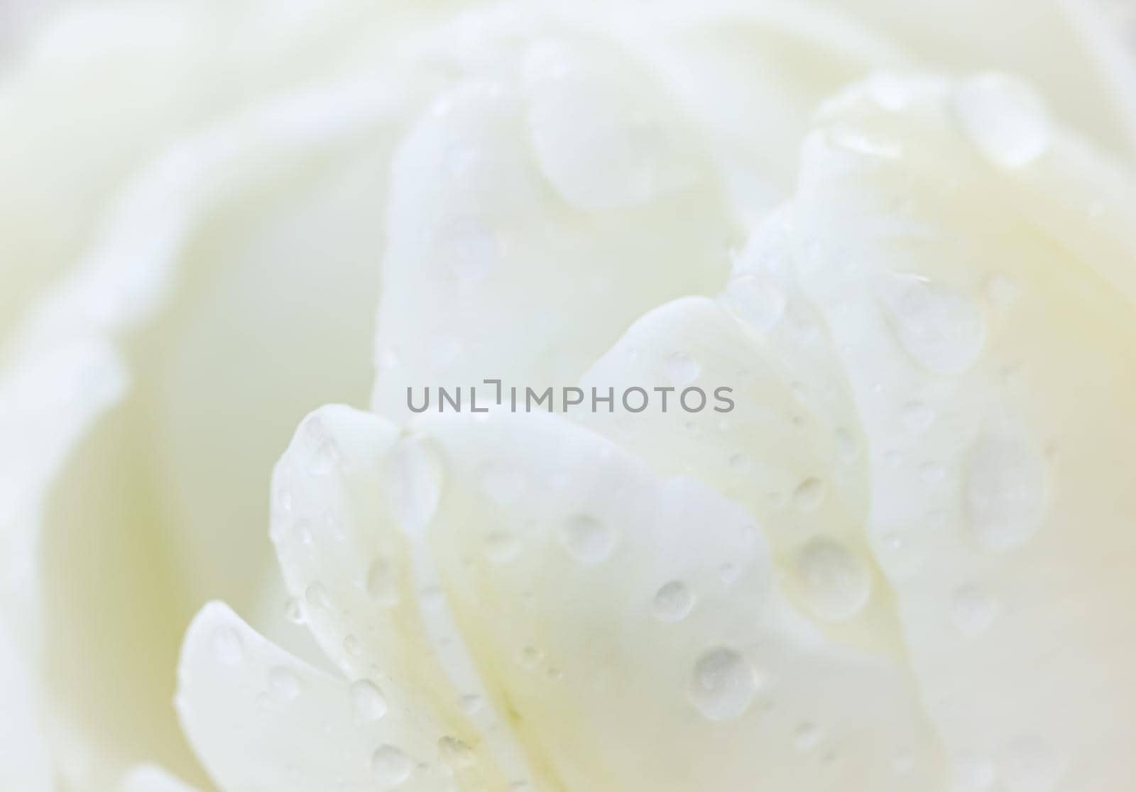 Abstract floral background, white tulip flower with drops of rain. Macro flowers backdrop for holiday brand design. Botanical concept