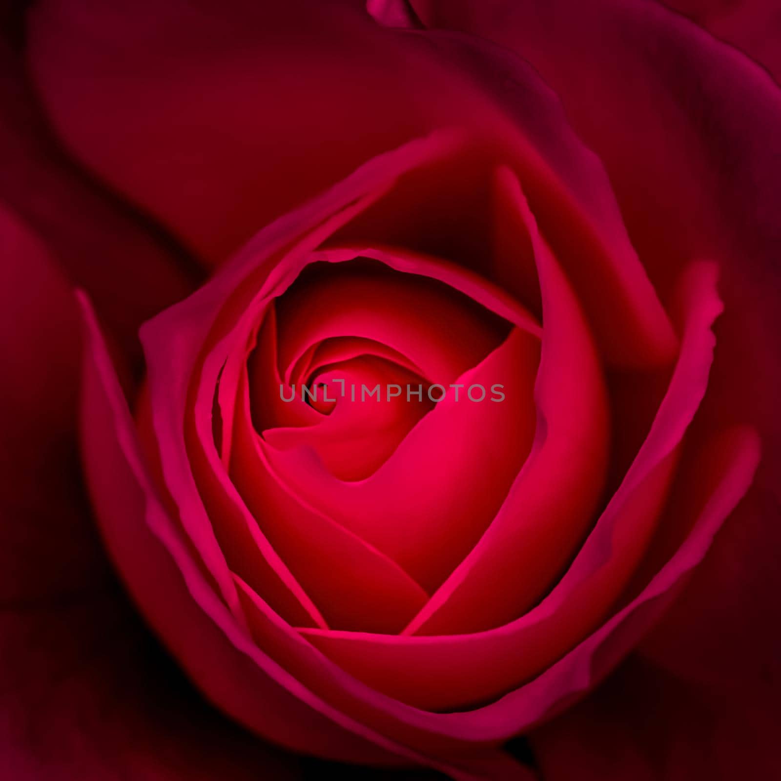 Abstract floral background, red rose flower petals. Macro flowers backdrop for holiday design. Soft focus.