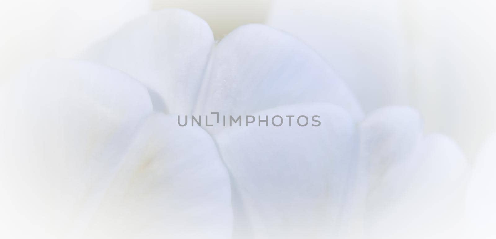 Abstract floral background, white tulip flower. Macro flowers backdrop for holiday brand design. Botanical concept