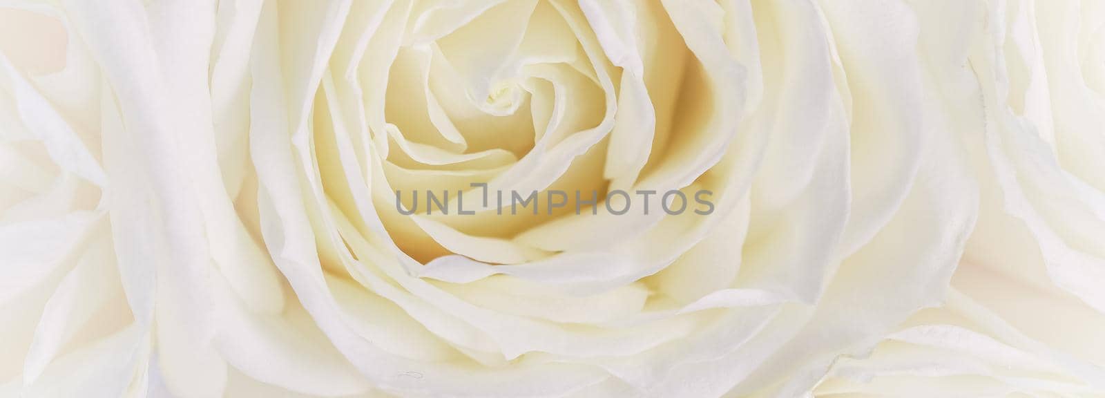 Botanical concept, wedding invitation card - Soft focus, abstract floral background, white rose flower. Macro flowers backdrop for holiday brand design