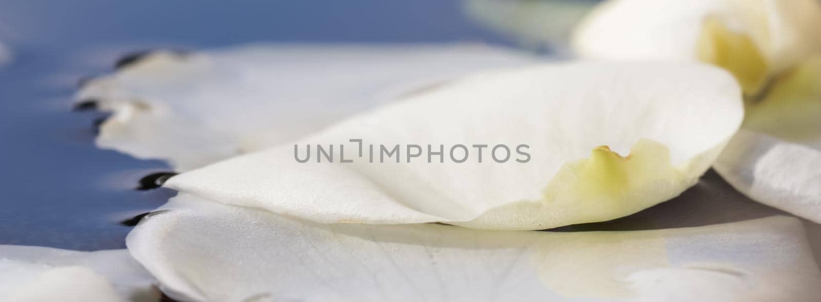 White rose petals on blue water. For a water festival or spa