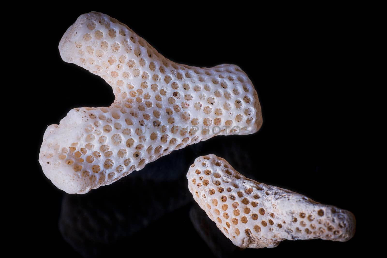 Closeup shot of the dried coral skeleton shell. High quality photo