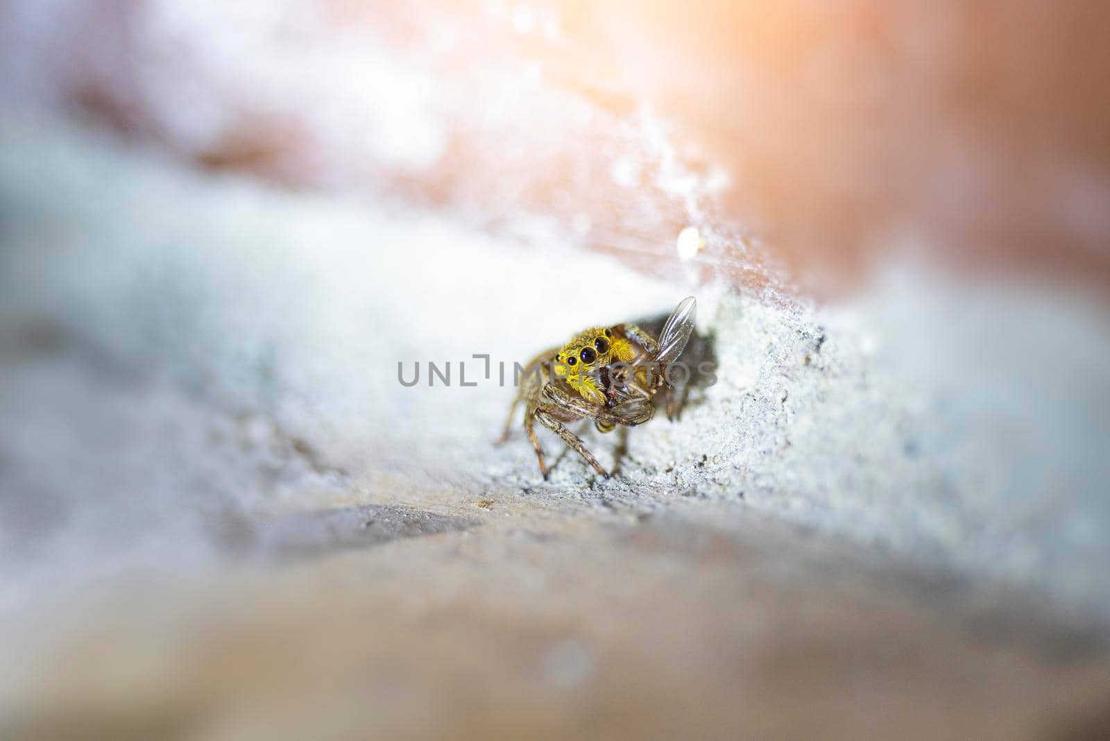 Small Black, brown, and White Jumping spider, salticidae, eating a house fly. High quality macro photo