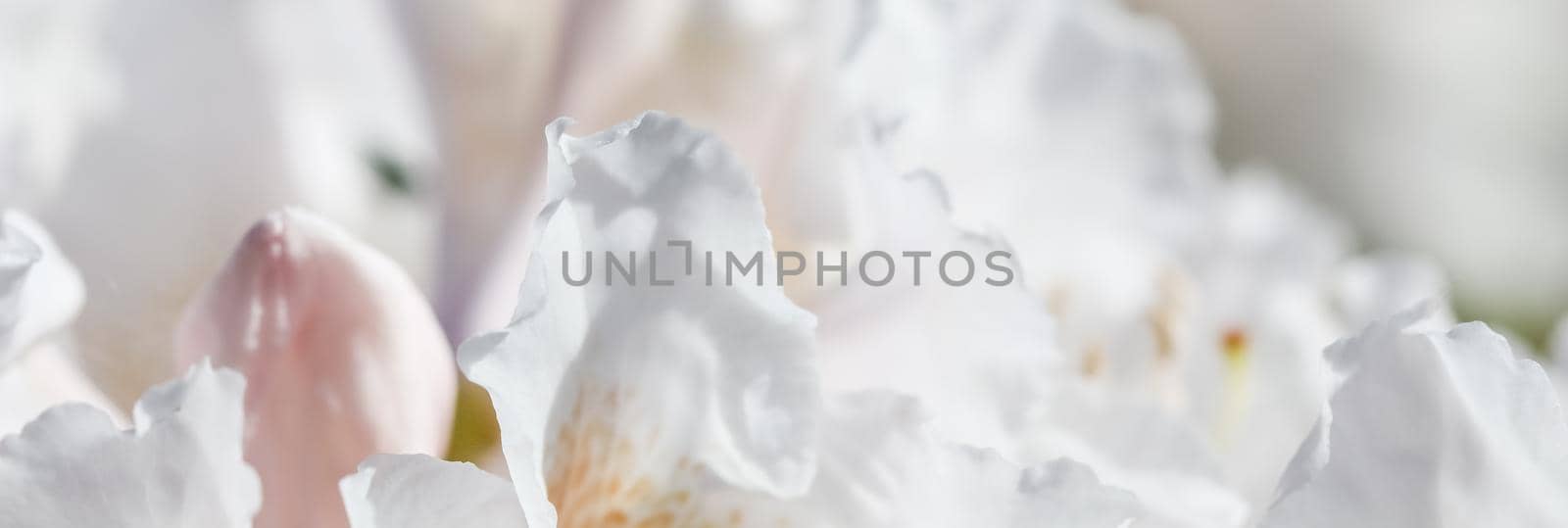 Soft focus, abstract floral background, white Rhododendron flower petals. Macro flowers backdrop for holiday brand design by Olayola