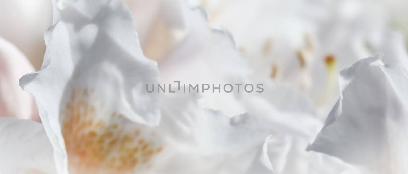 Botanical concept - Soft focus, abstract floral background, white Rhododendron flower petals. Macro flowers backdrop for holiday brand design