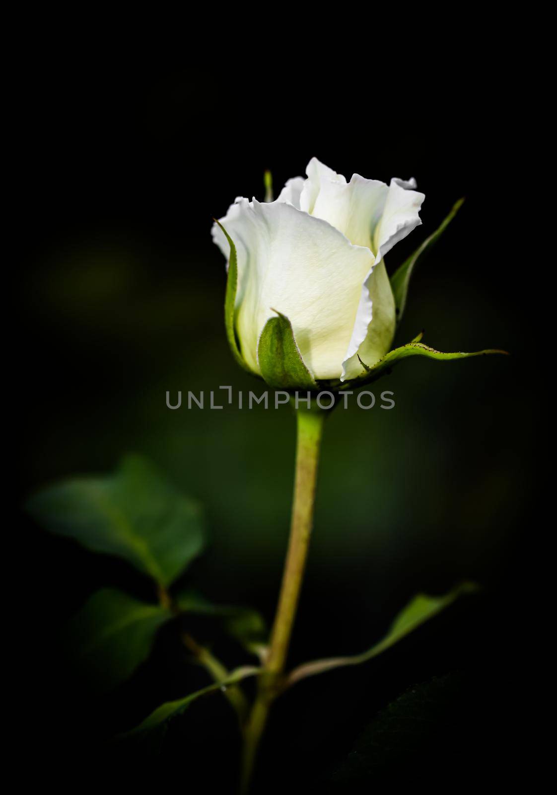 Beautiful white rose isolated on black background. Ideal for greeting cards for wedding, birthday, Valentine's Day, Mother's Day