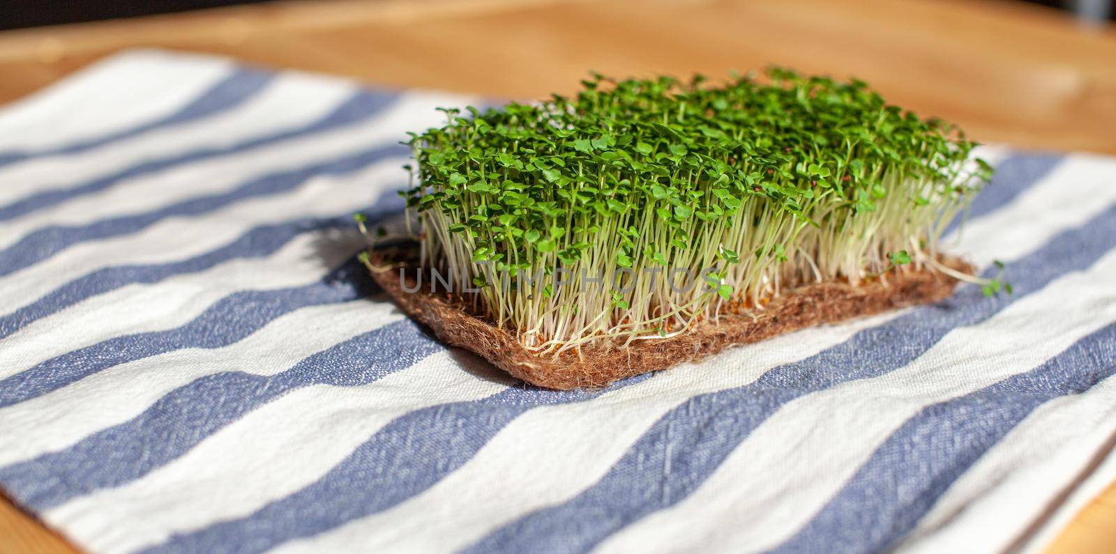 Close-up of micro-greens of mustard, arugula and other plants at home. Growing mustard and arugula sprouts in close-up at home. The concept of vegan and healthy food. Sprouted seeds, microgreens