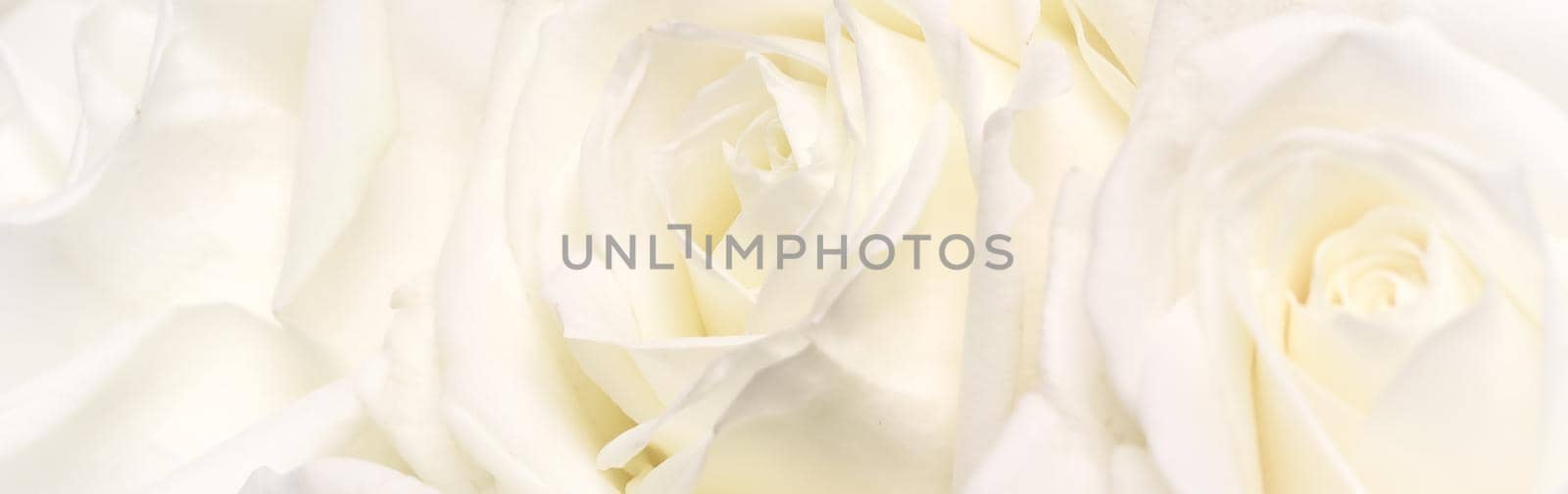 Botanical concept, wedding invitation card - Soft focus, abstract floral background, white rose flower. Macro flowers backdrop for holiday brand design