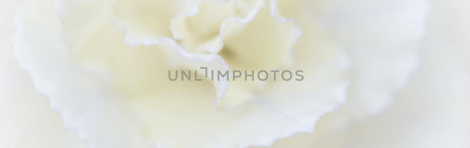 Retro art, vintage card and botanical concept - Abstract floral background, white carnation flower. Macro flowers backdrop for holiday brand design