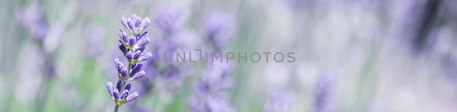 Soft focus on beautiful lavender flowers in summer garden