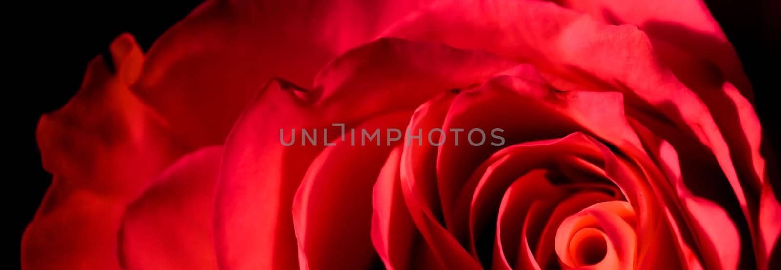 Botanical concept, invitation card - Soft focus, abstract floral background, red rose flower. Macro flowers backdrop for holiday brand design