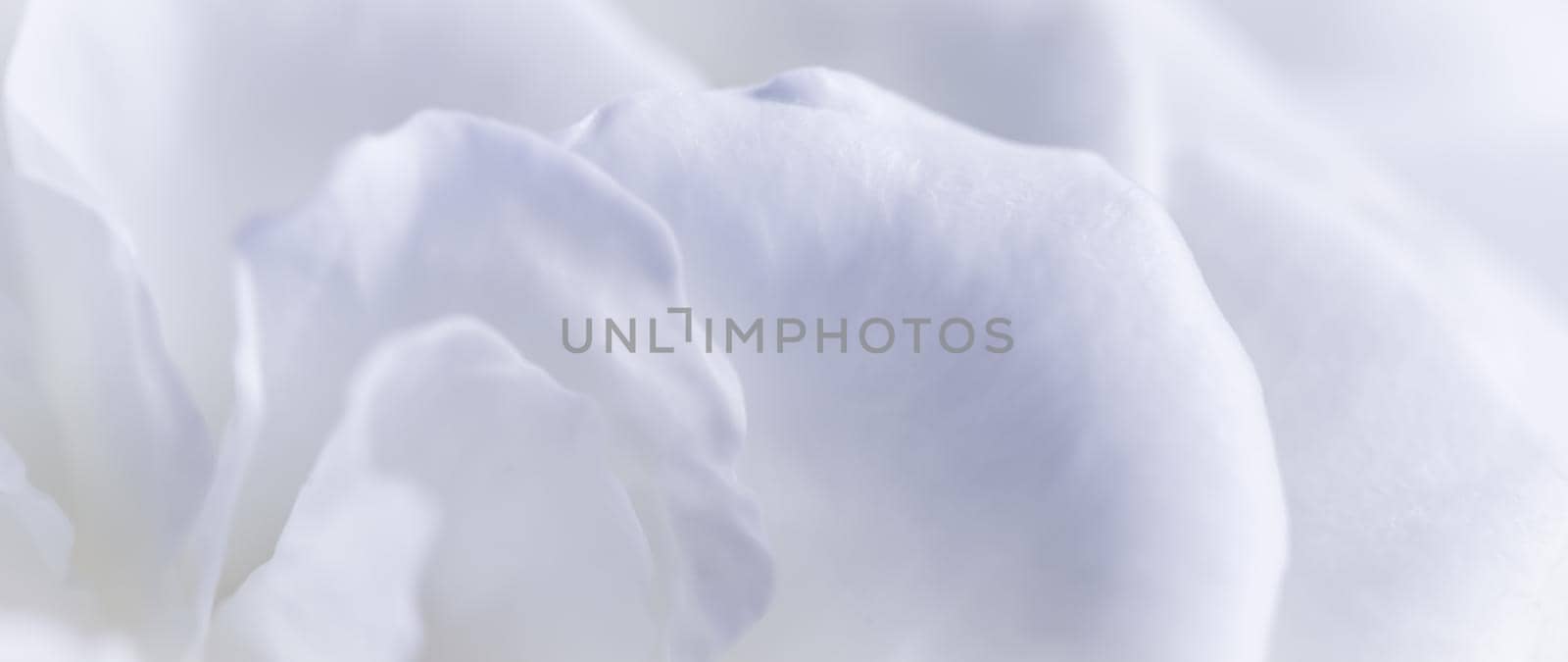 Abstract floral background, white rose flower petals. Macro flowers backdrop for holiday design. Soft focus.
