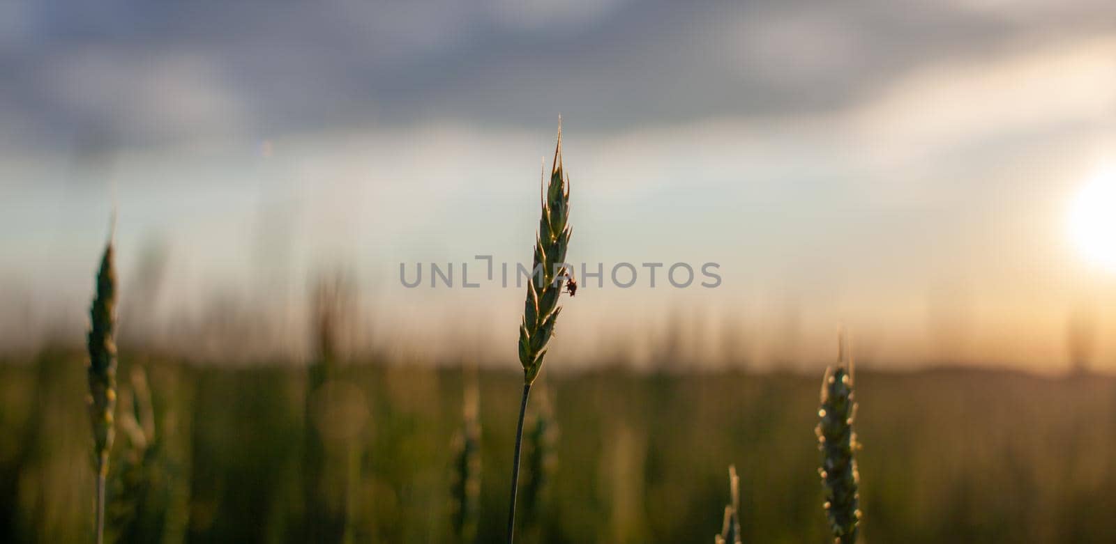 A fly sits on an ear of wheat or rye. Close-up of green ears of wheat or rye at sunset in a field. World global food with sunset in farm land autumn scene background. Happy Agricultural countryside.