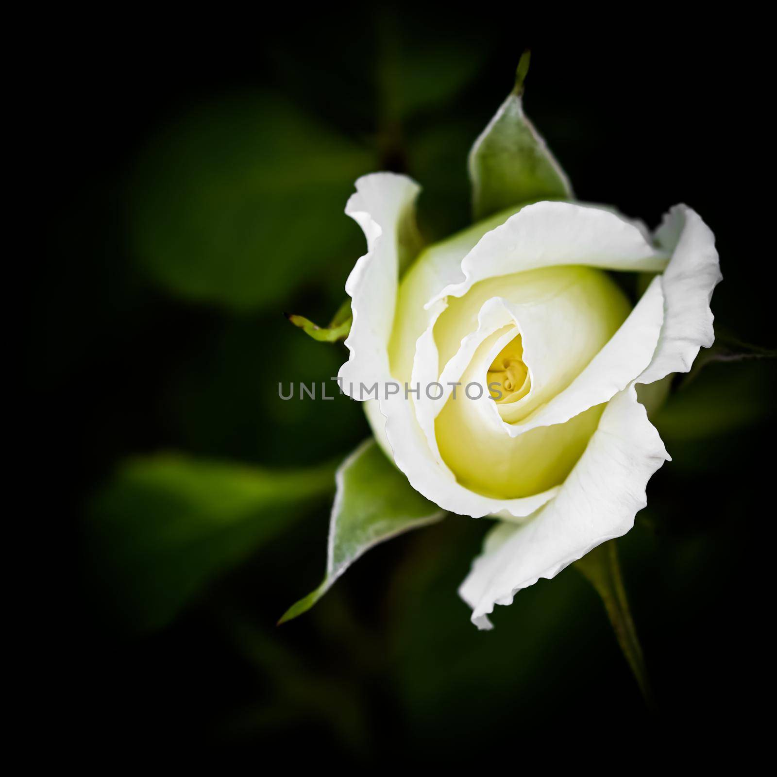 Beautiful white rose isolated on black background. Ideal for greeting cards for wedding, birthday, Valentine's Day, Mother's Day by Olayola