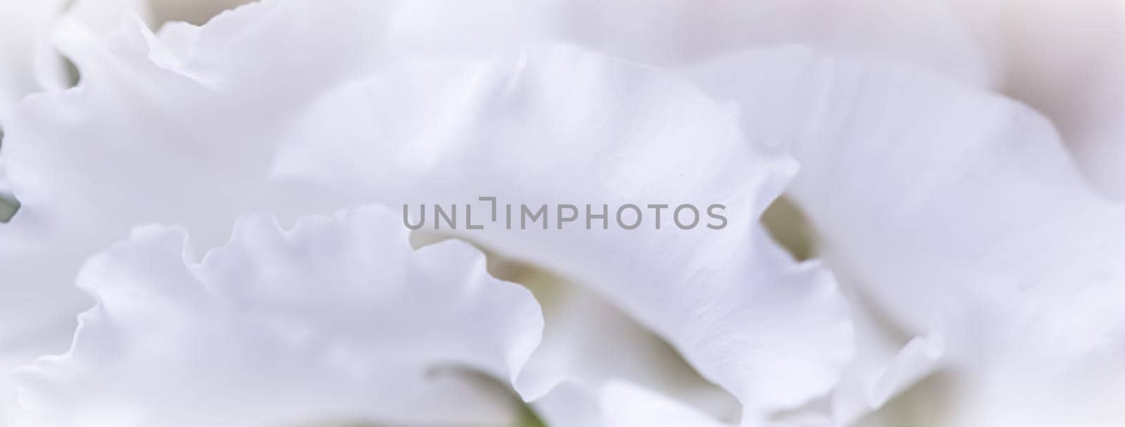 Abstract floral background, white rose flower petals. Macro flowers backdrop for holiday design. Soft focus by Olayola