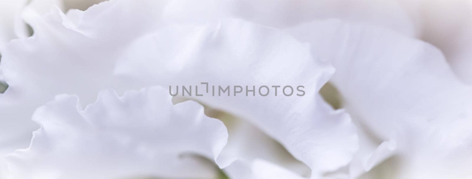 Abstract floral background, white rose flower petals. Macro flowers backdrop for holiday design. Soft focus.