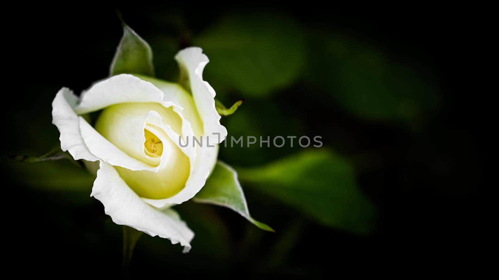 Beautiful white rose isolated on black background. Ideal for greeting cards for wedding, birthday, Valentine's Day, Mother's Day