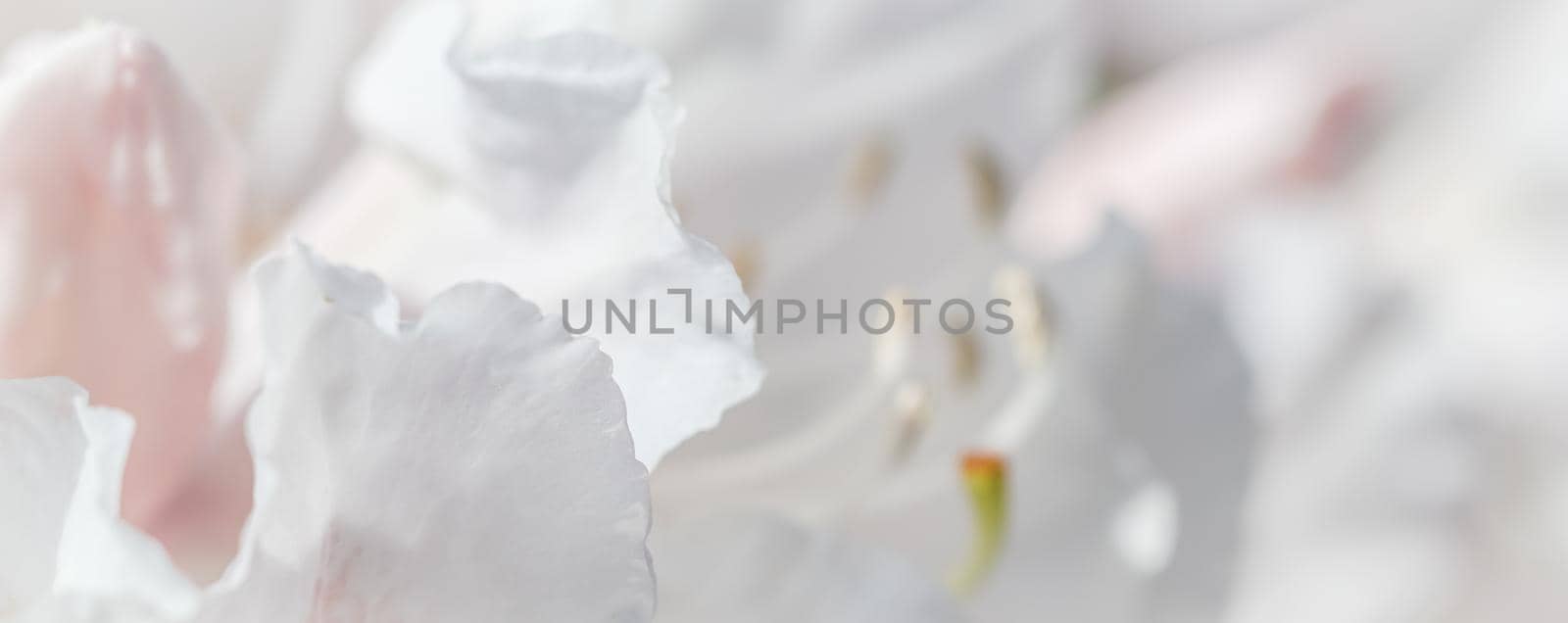 Botanical concept - Soft focus, abstract floral background, white Rhododendron flower petals. Macro flowers backdrop for holiday brand design