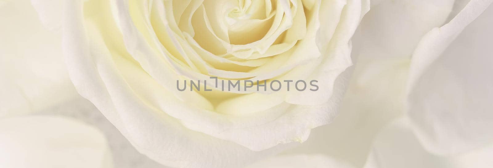 Botanical concept, wedding invitation card - Soft focus, abstract floral background, white rose flower. Macro flowers backdrop for holiday brand design