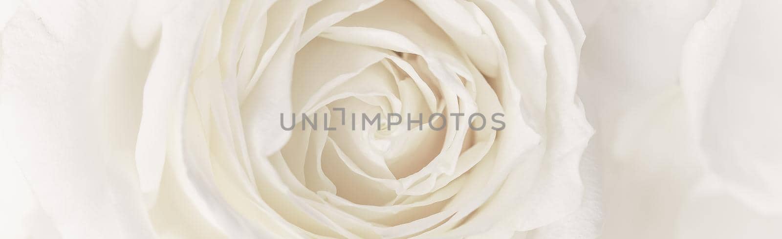 Botanical concept, wedding invitation card - Soft focus, abstract floral background, white rose flower. Macro flowers backdrop for holiday brand design