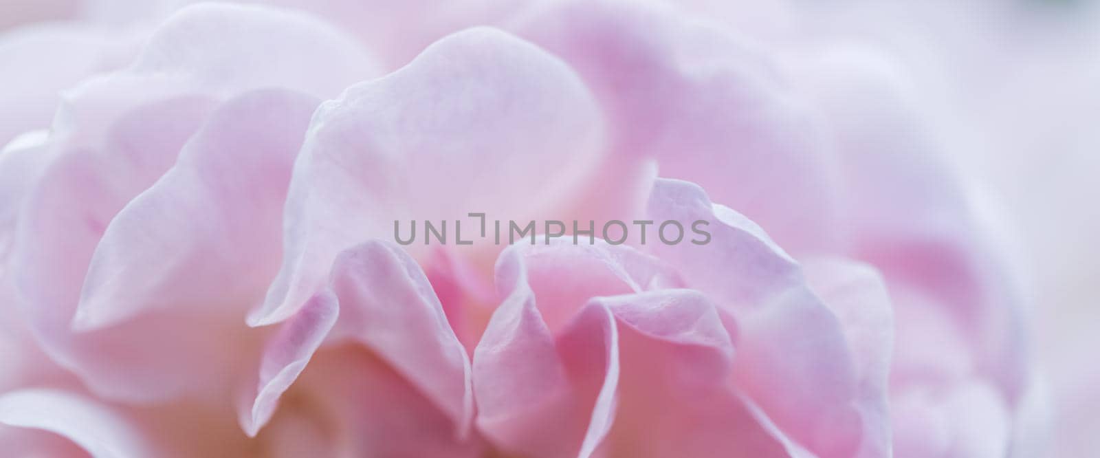 Soft focus, abstract floral background, pink rose flower petals. Macro flowers backdrop for holiday brand design by Olayola