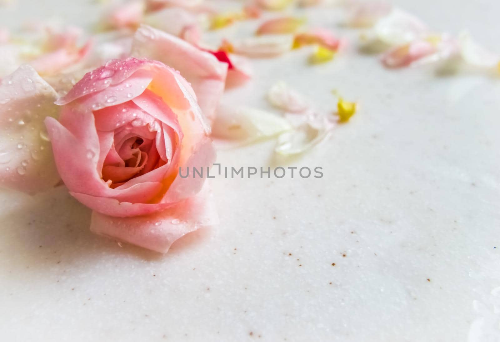 Beautiful pink rose bud and petals with dew drops on marble. Perfect background greeting card for birthday, Valentine's Day, Mother's Day.