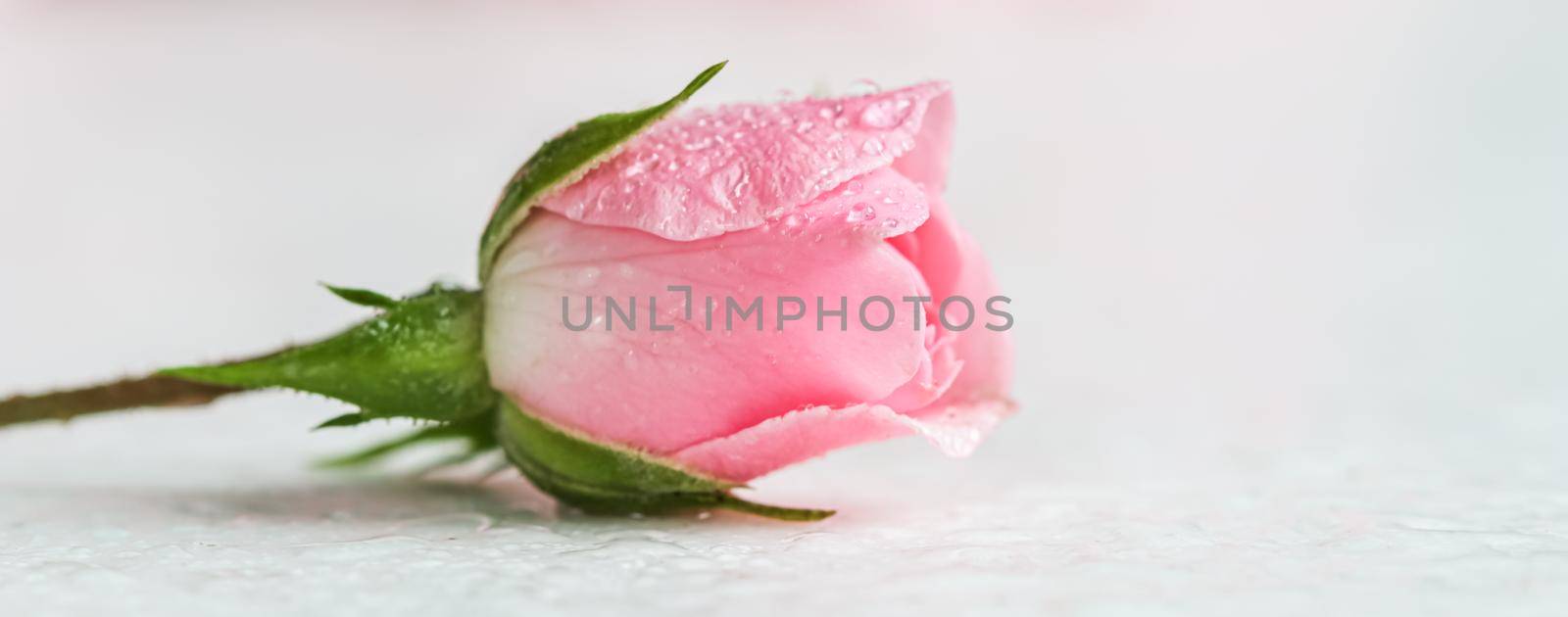 Beautiful pink rose with water drops on white background. Soft focus. Romantic style by Olayola