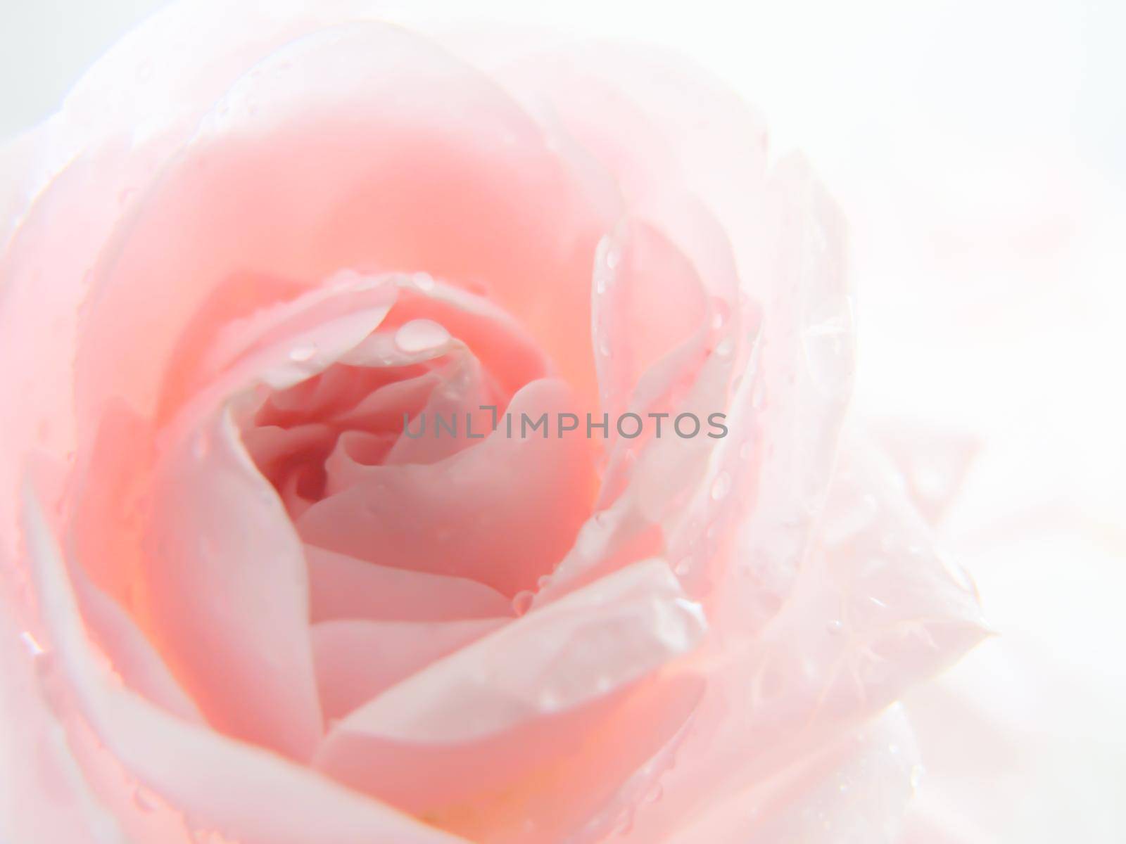 Unfocused blur pink rose, abstract romance background, pastel and soft flower card by Olayola