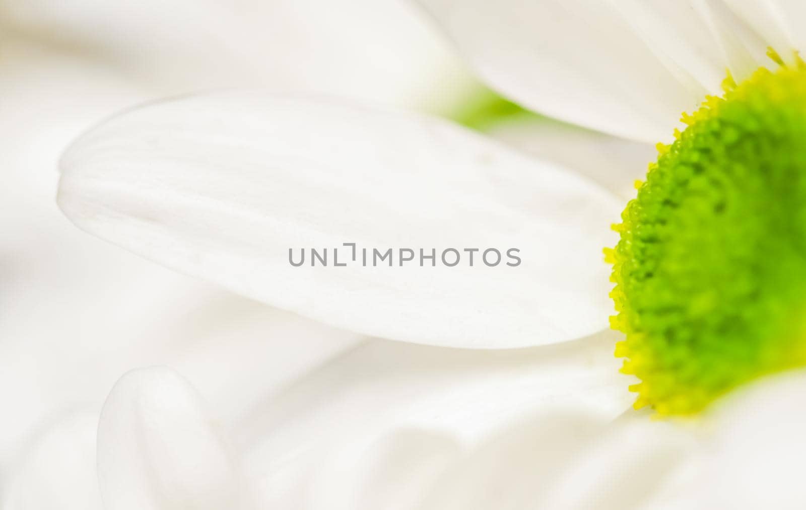 Soft focus, retro art, vintage card and botanical concept - Abstract floral background, white chrysanthemum flower petals. Macro flowers backdrop for holiday brand design