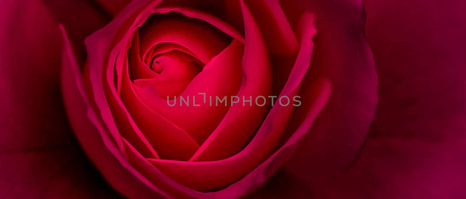 Botanical concept, invitation card - Soft focus, abstract floral background, red rose flower. Macro flowers backdrop for holiday brand design by Olayola