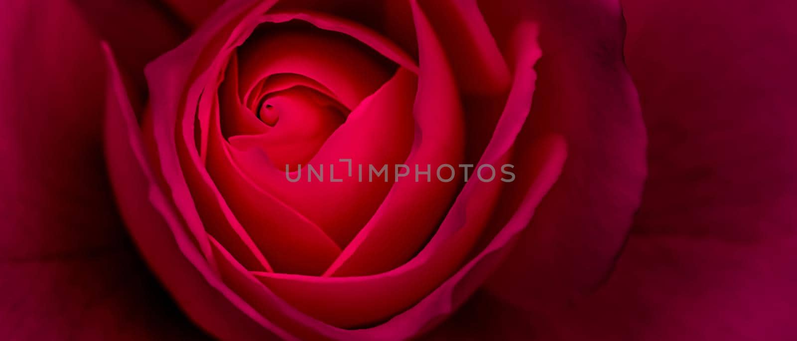 Botanical concept, invitation card - Soft focus, abstract floral background, red rose flower. Macro flowers backdrop for holiday brand design