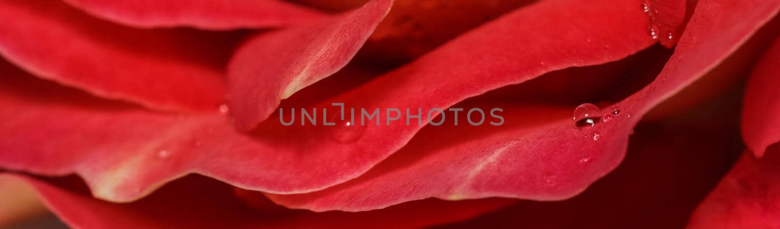 Beautiful red yellow rose with dew drops. Perfect for greeting card background. by Olayola