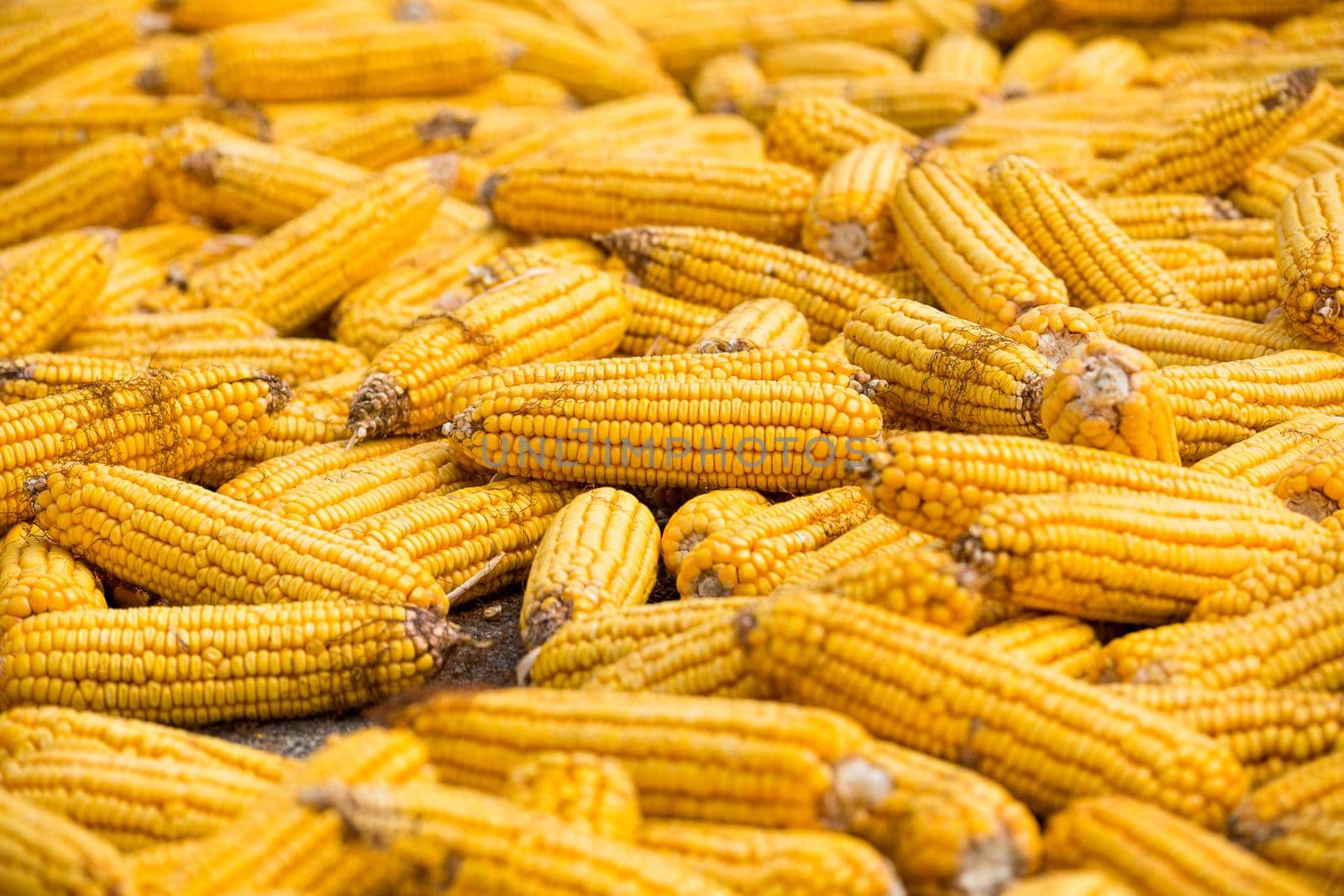 big Grains of ripe corn. Macro image.