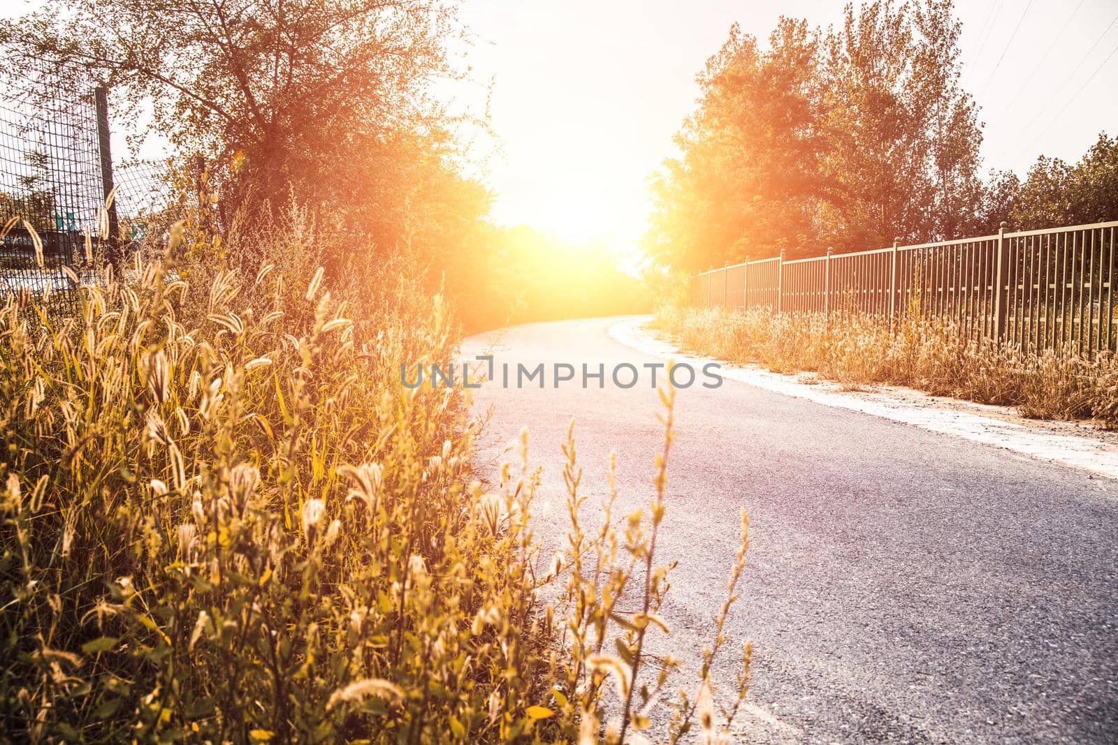 Foxtail weed grass flowers beside a road in morning golden