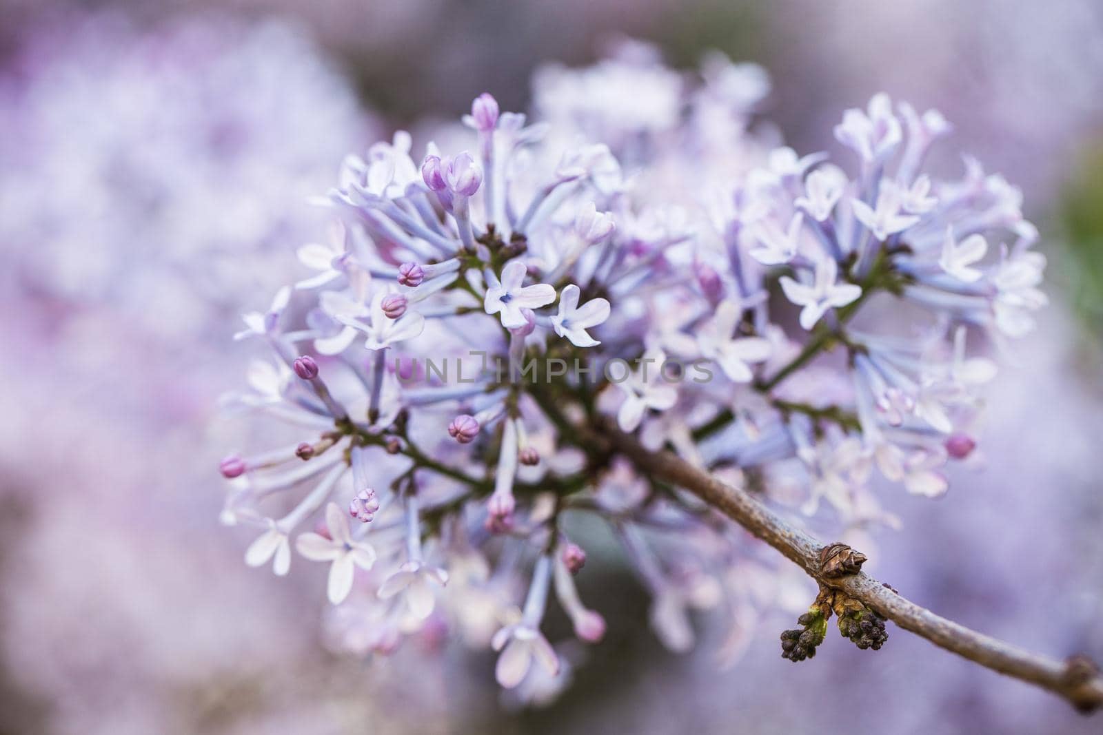 Macro image of spring lilac violet flowers, floral background