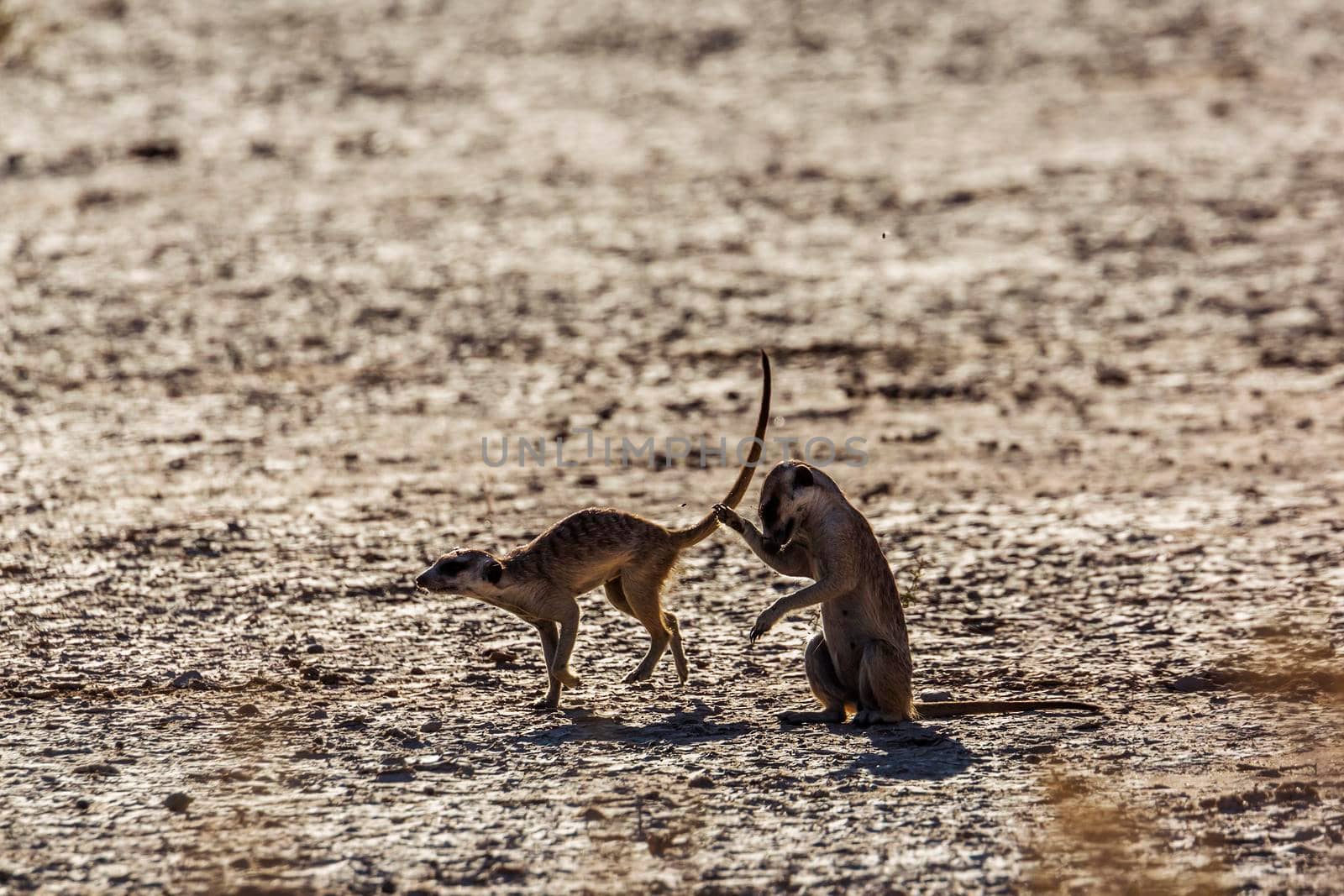 Two Meerkats running in dryland in Kgalagadi transfrontier park, South Africa; specie Suricata suricatta family of Herpestidae
