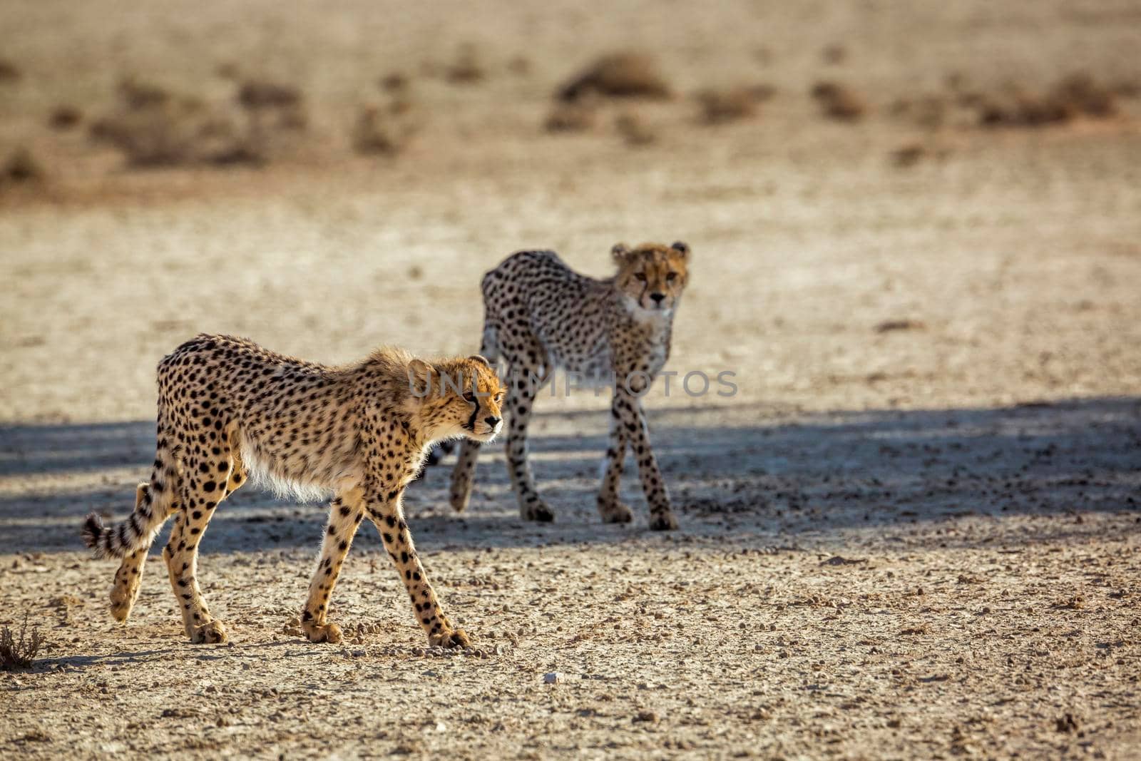 Two young Cheetahs walking in desert in Kgalagadi transfrontier park, South Africa ; Specie Acinonyx jubatus family of Felidae