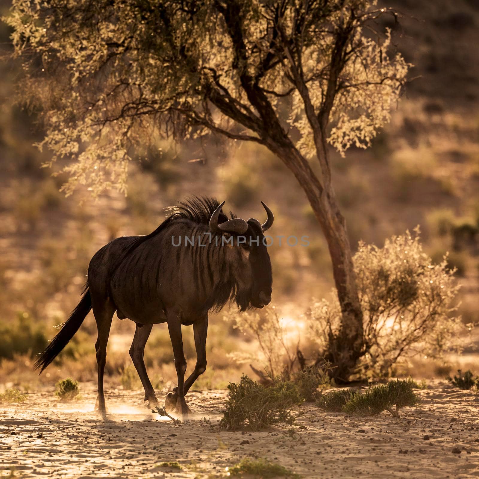 Blue wildebeest   walking in backlit at twilight in Kgalagadi transfrontier park, South Africa ; Specie Connochaetes taurinus family of Bovidae