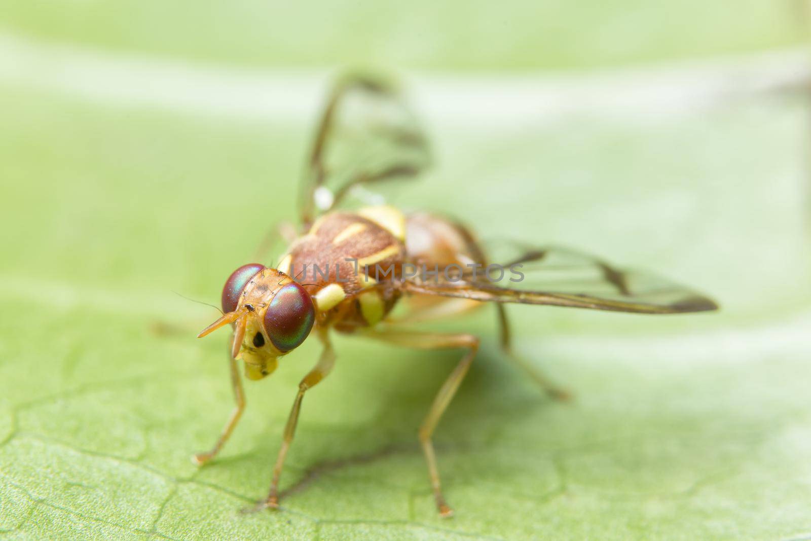 Macro sunflower maggot fly ( Drosophila melanogaster)