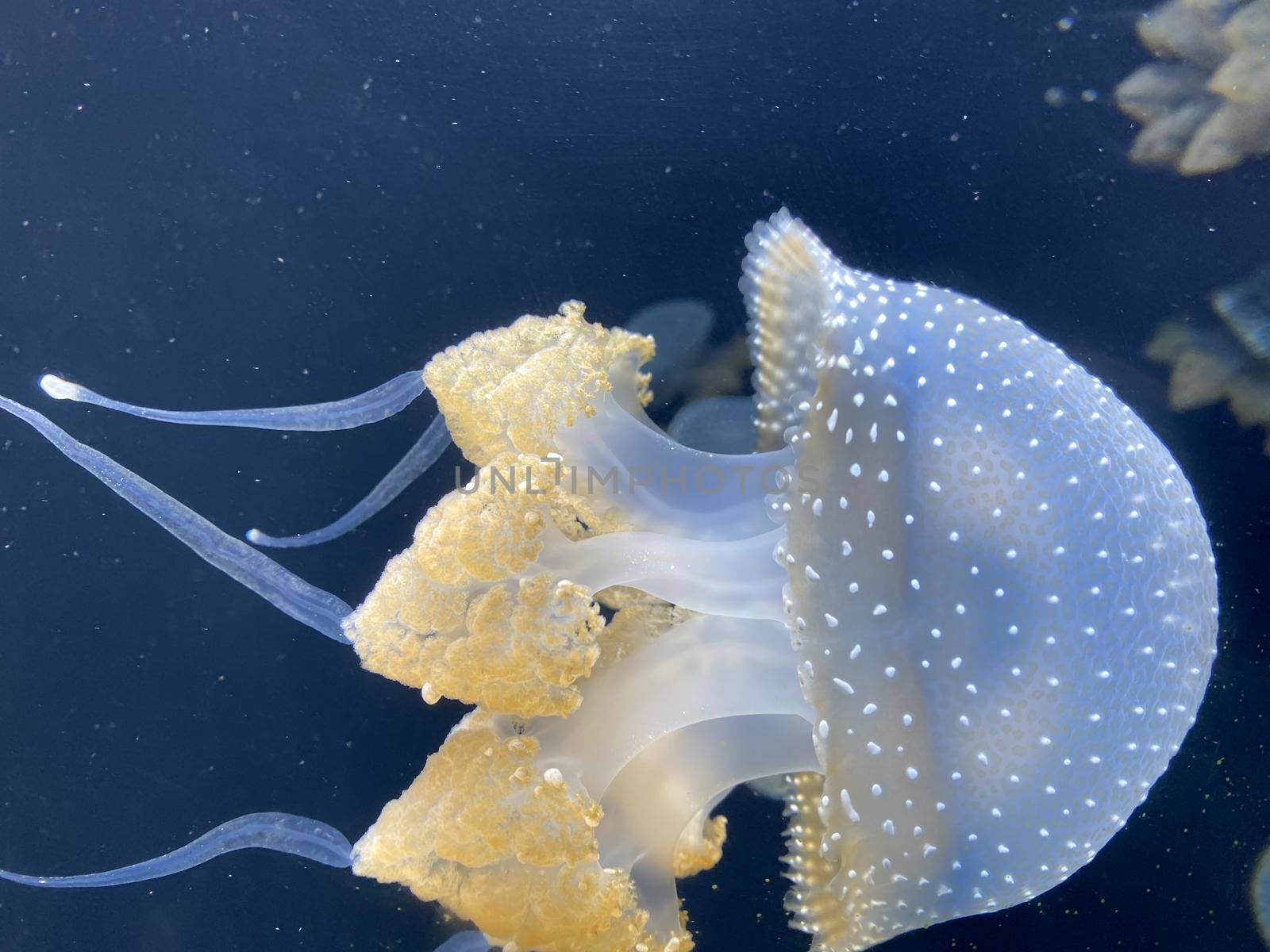 Dancing Phyllorhiza punctata jellyfish in the water. also known as the floating bell, Australian spotted jellyfish, brown jellyfish or the white-spotted jellyfish. It is native to the western Pacific. by Kyrylov
