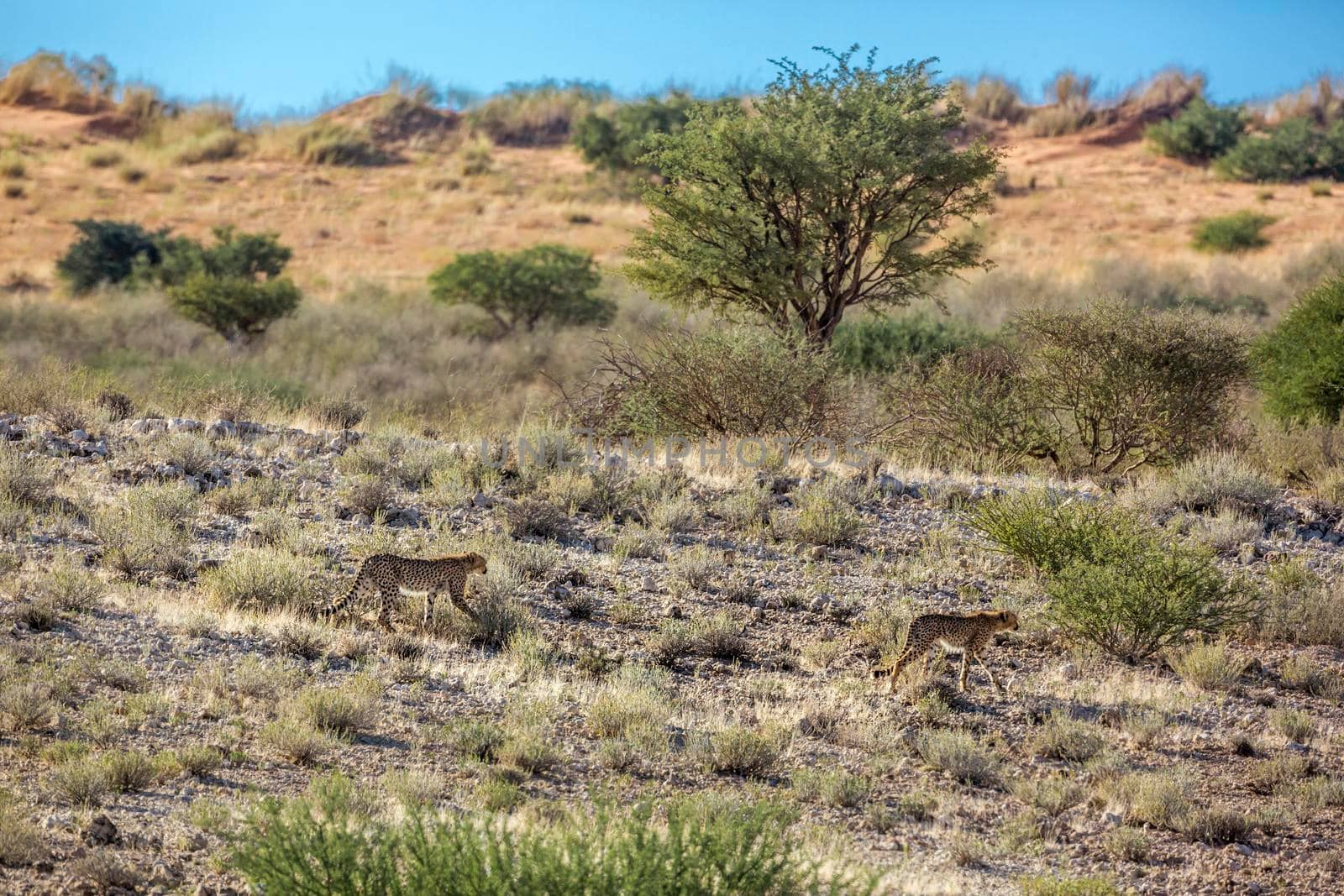 Two young Cheetahs walking in desert in Kgalagadi transfrontier park, South Africa ; Specie Acinonyx jubatus family of Felidae