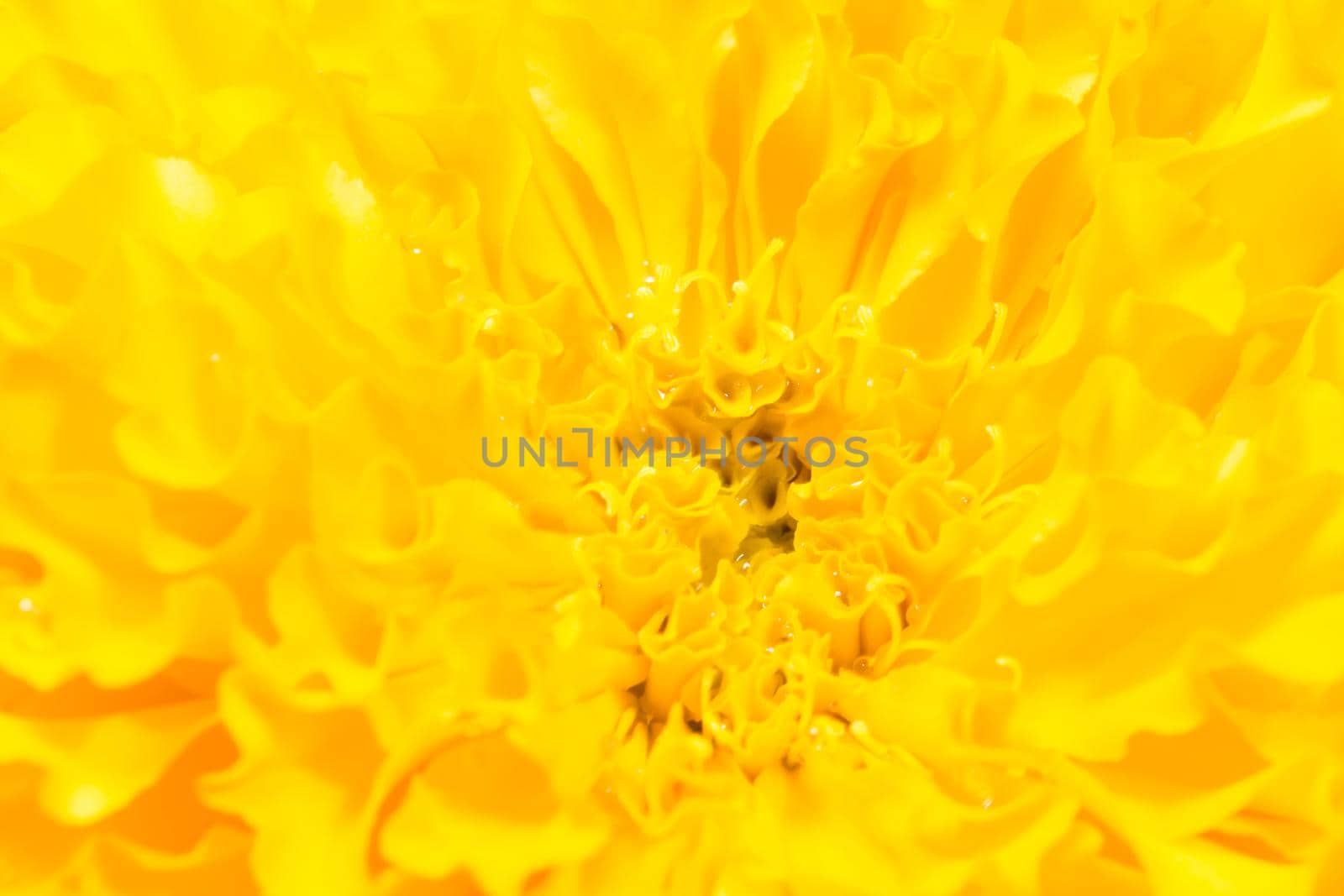 full frame shot of yellow flower