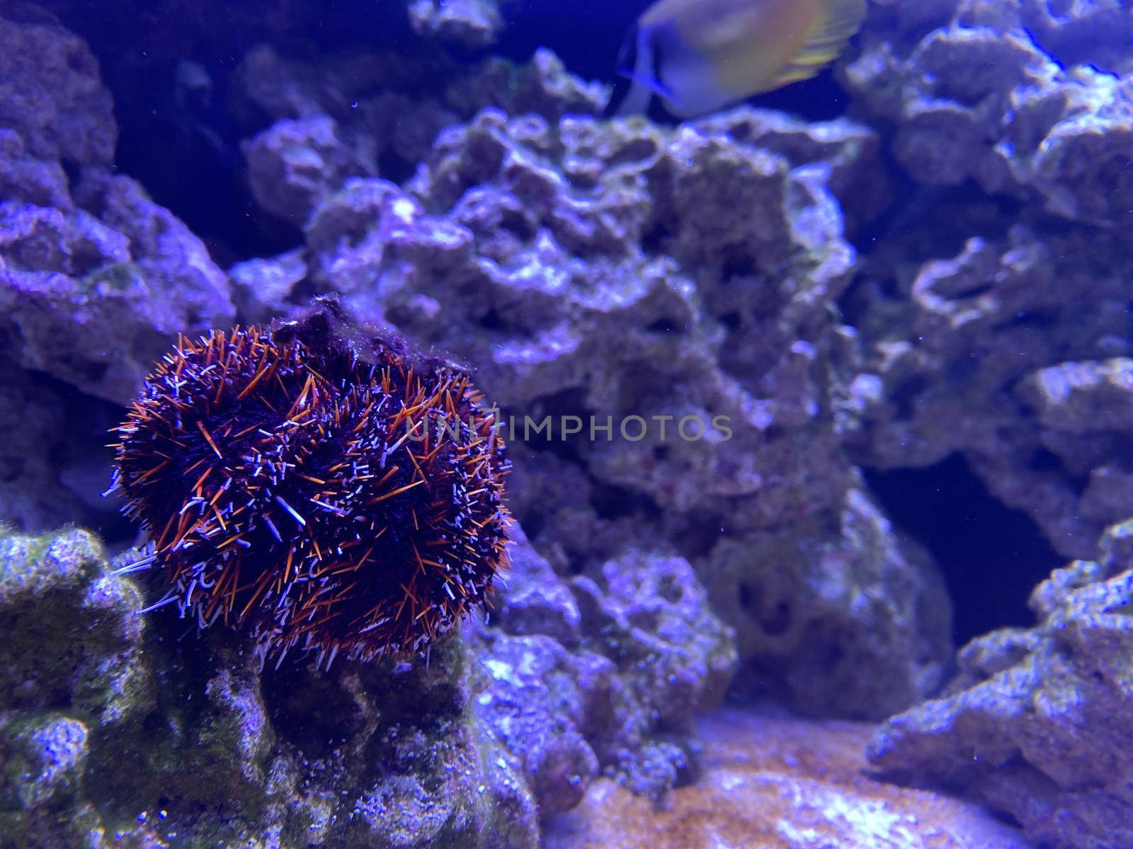 aquarium life. underwater nature. Blue colors caribbean